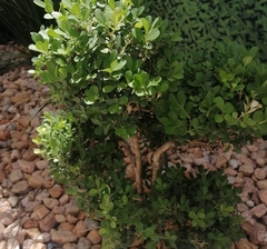 Buxus