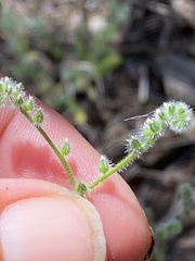 Johnstonella micromeres