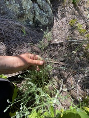 Johnstonella micromeres