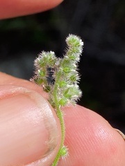 Johnstonella micromeres