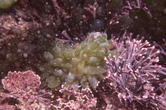 Sacoproteus smaragdinus