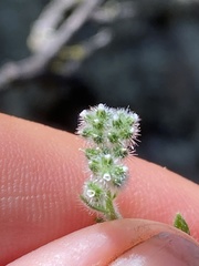 Johnstonella micromeres