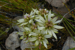 Euchaetis longibracteata