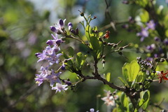 Ehretia rigida rigida