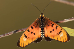 Acraea aglaonice