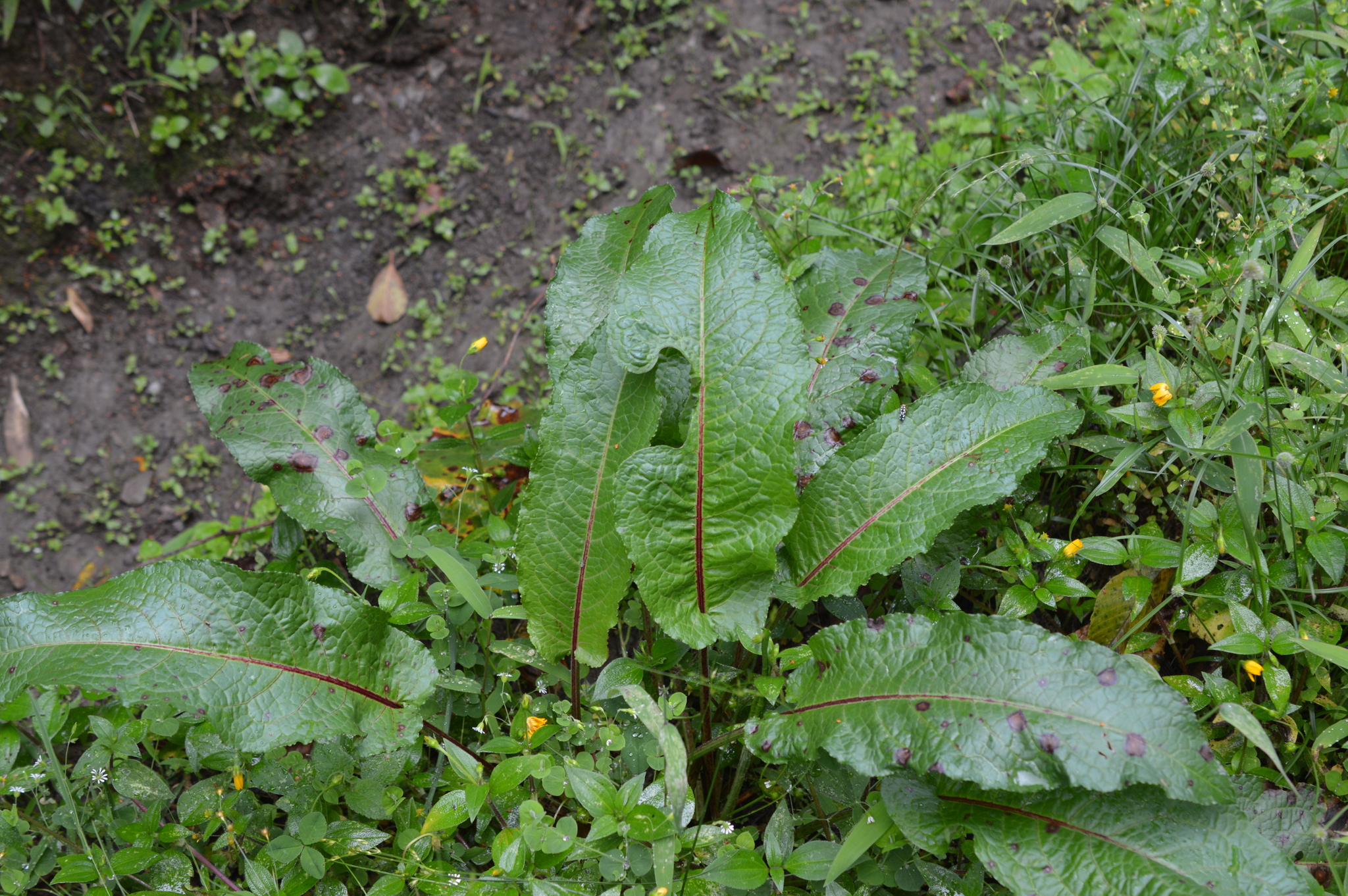Polygonaceae image