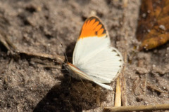 Colotis evagore