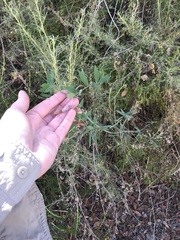 Lathyrus vestitus alefeldii