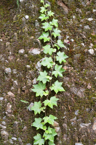 Hedera image