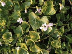 Viola hamiltoniana