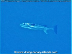 Oceanic Puffer photo 2