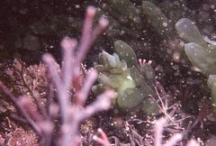 Sacoproteus smaragdinus