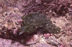 Sacoproteus smaragdinus