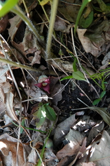 Asarum canadense reflexum