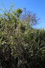 Ehretia rigida rigida