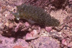 Sacoproteus smaragdinus