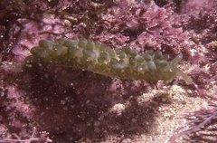 Sacoproteus smaragdinus