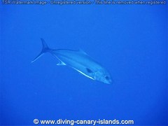 Seriola