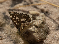 Ernsta colotes transvaaliae