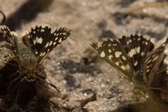 Ernsta colotes transvaaliae