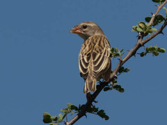 Red-Billed Quelea photo 2