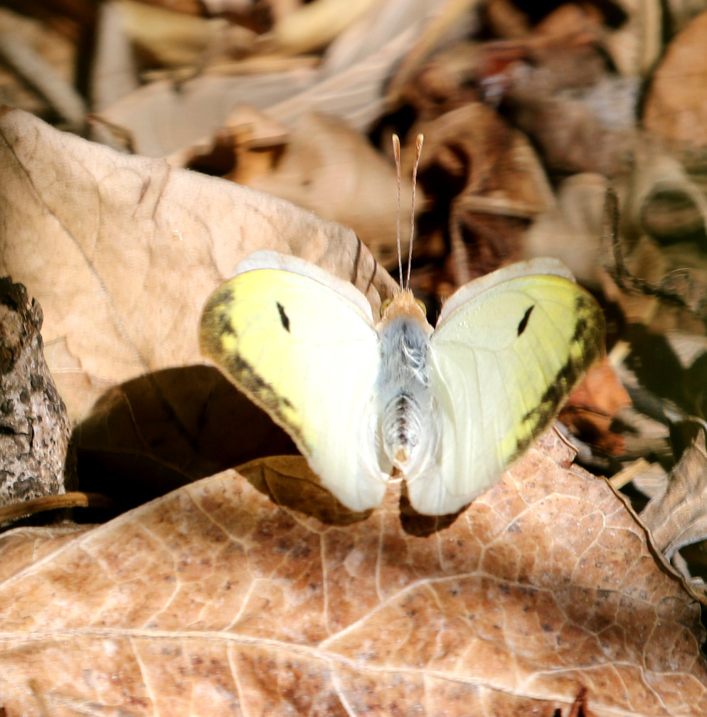 Gideona lucasi