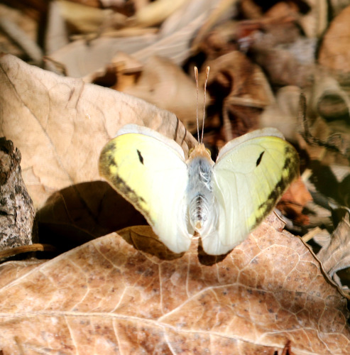Gideona lucasi