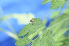 Xysticus texanus