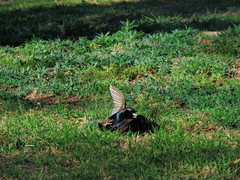 Sturnus vulgaris