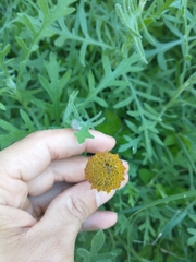 Gaillardia megapotamica