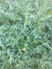 Gaillardia megapotamica