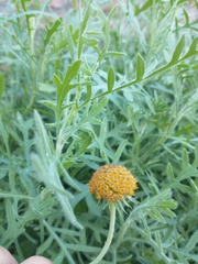 Gaillardia megapotamica