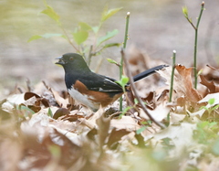 Pipilo erythrophthalmus