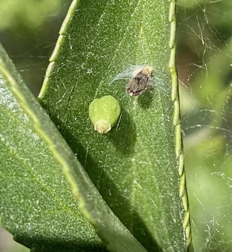 iNaturalist observation photo of Insects