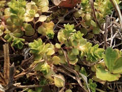 Sedum emarginatum
