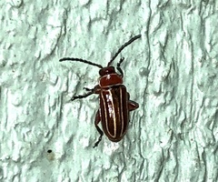 Disonycha conjugata