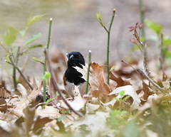 Pipilo erythrophthalmus