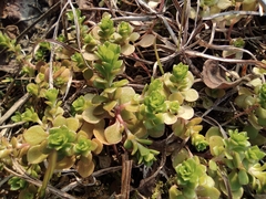 Sedum emarginatum