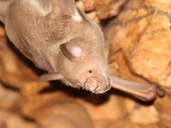 Macronycteris vittatus