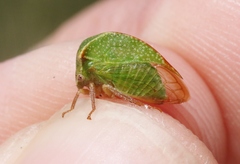 Tortistilus albidosparsa