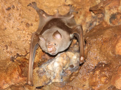 Macronycteris vittatus