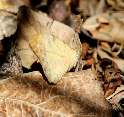 Gideona lucasi