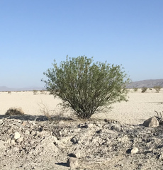 Larrea tridentata