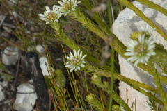 Euchaetis longibracteata