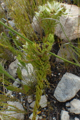 Euchaetis longibracteata