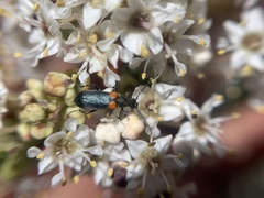 Grammoptera militaris