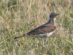 Pinarocorys nigricans