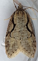 Semioscopis packardella
