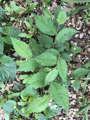 Ulmus