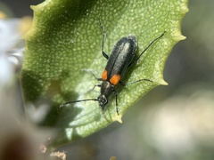 Grammoptera militaris